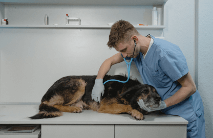 PetConnect (Dog Hangouts)